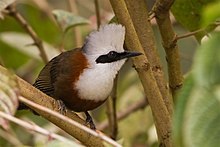 White-crested laughingthrush